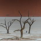 C1275 Namibia -  Dead Vlei