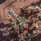 C1287 Namibia -  Sossusvlei - Nahrung für den Oryx