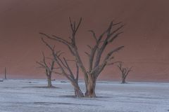 C1291 Namibia -  Dead Vlei