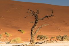 C1292 Namibia -  Dead Vlei