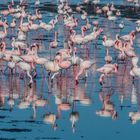 C1294 Namibia - Walvis Bay - Flamingos