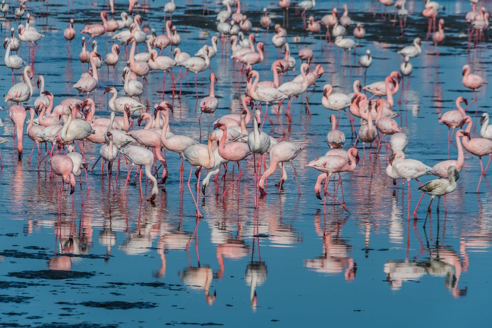 C1294 Namibia - Walvis Bay - Flamingos