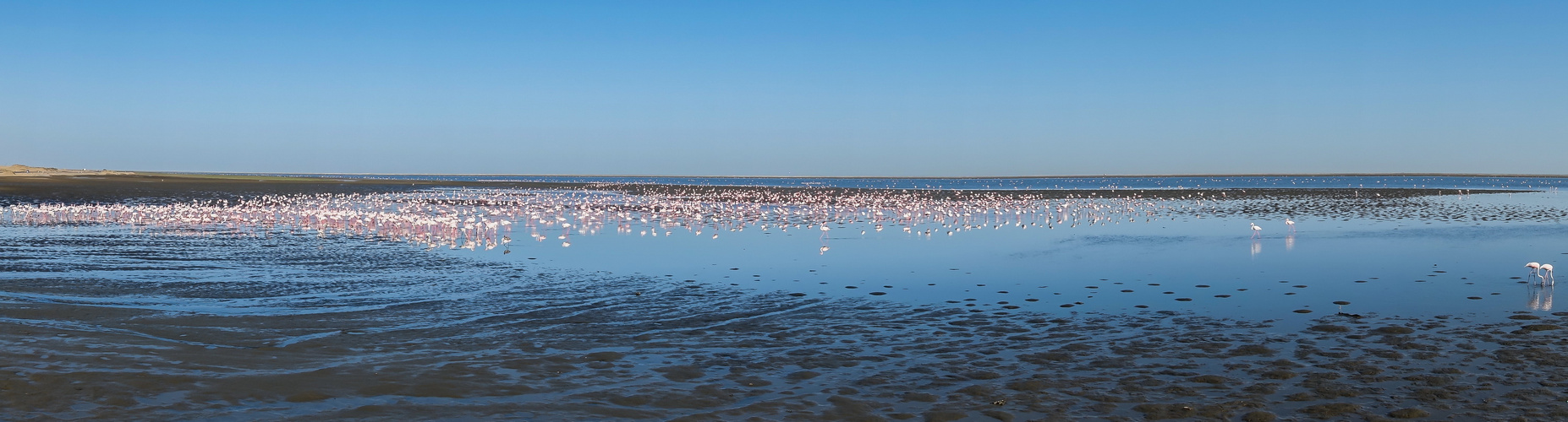 C1295 Namibia - Walvis Bay - Flamingos