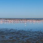 C1295 Namibia - Walvis Bay - Flamingos