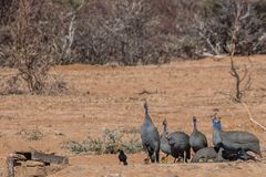 C1338 Namibia