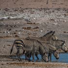 C1344 Namibia - Etosha