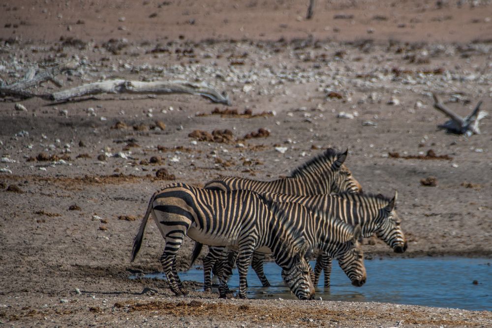 C1344 Namibia - Etosha