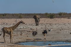 C1345 Namibia - Etosha