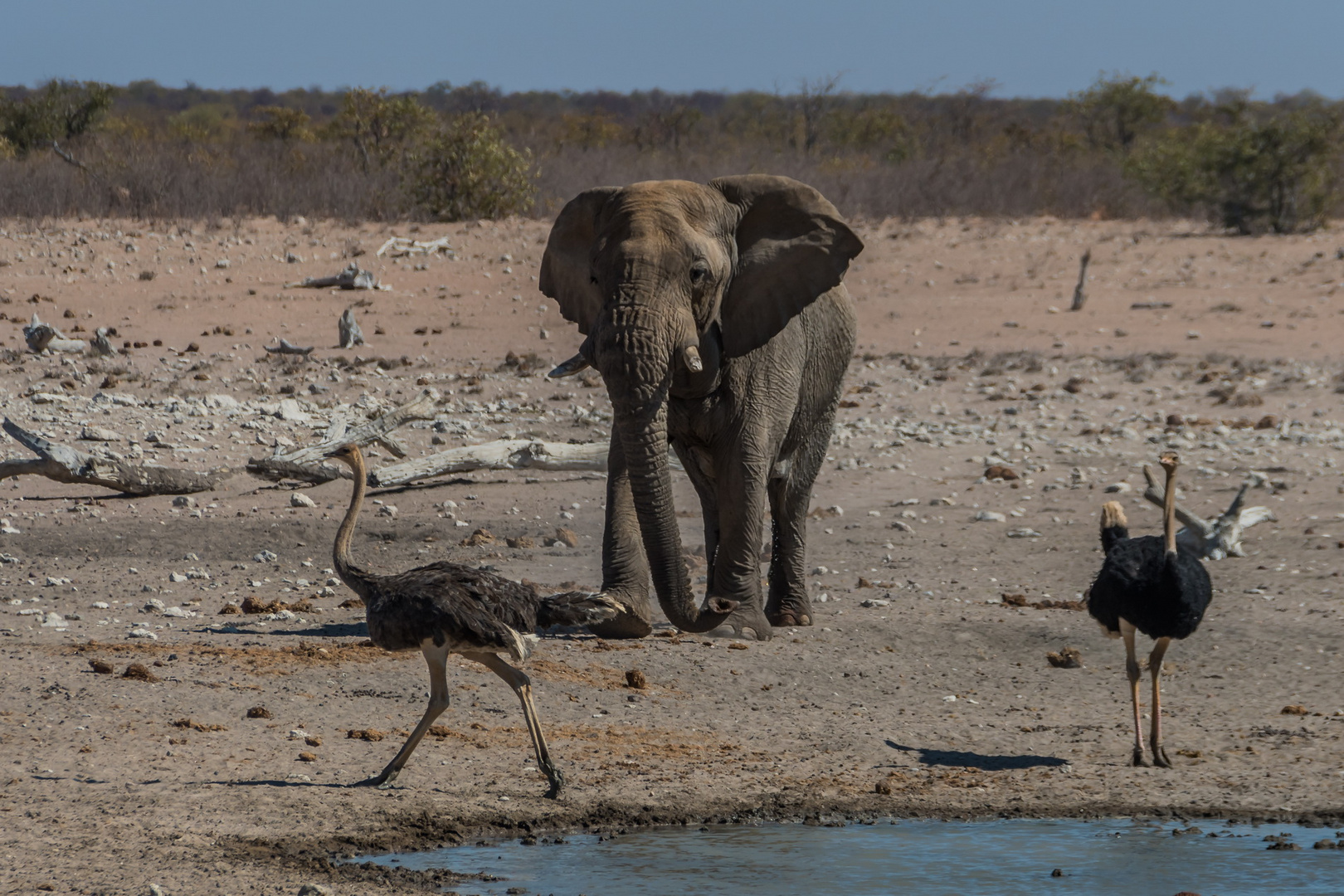 C1346 Namibia - Etosha