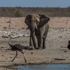 C1346 Namibia - Etosha