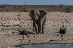 C1346 Namibia - Etosha