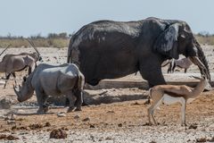 C1363 Namibia - Etosha