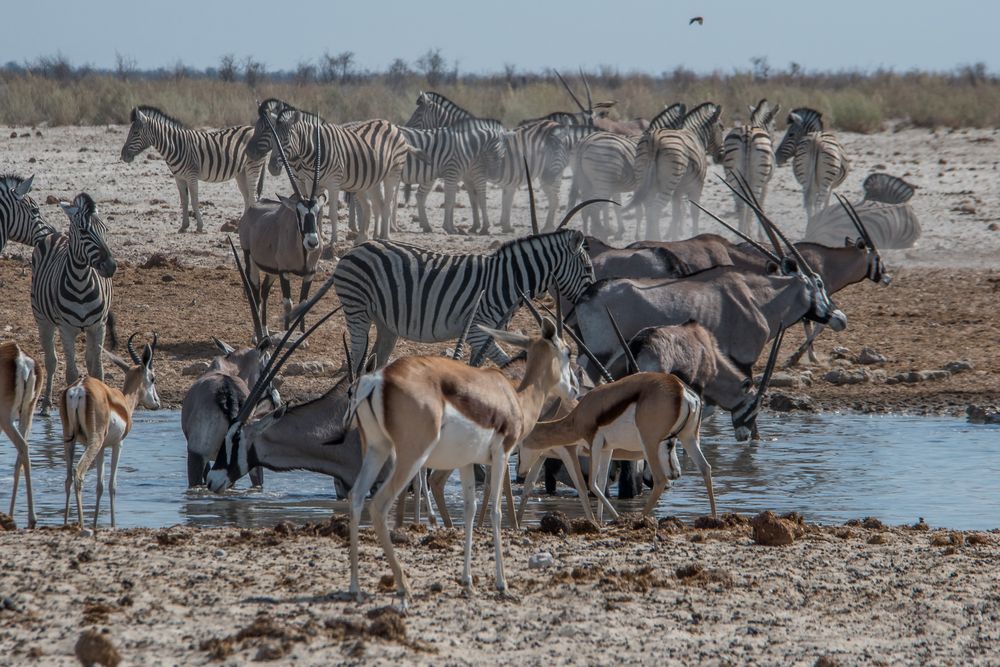 C1364 Namibia - Etosha