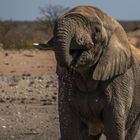 C1365 Namibia - Etosha