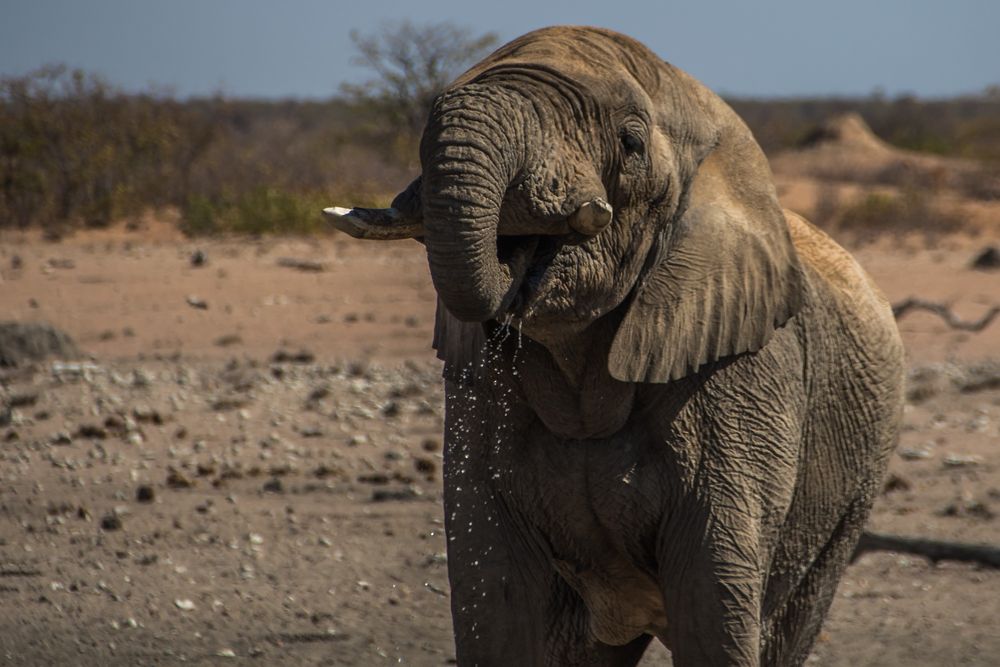 C1365 Namibia - Etosha