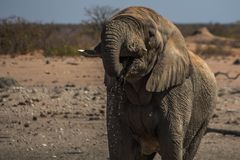 C1365 Namibia - Etosha