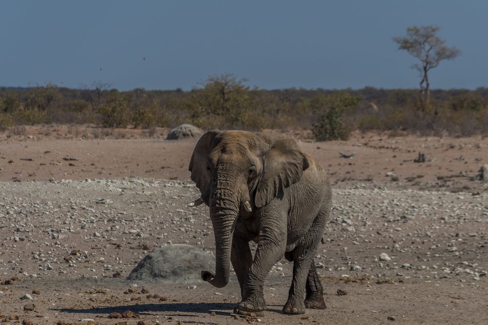 C1366 Namibia - Etosha