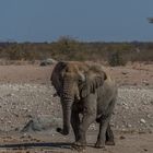 C1366 Namibia - Etosha