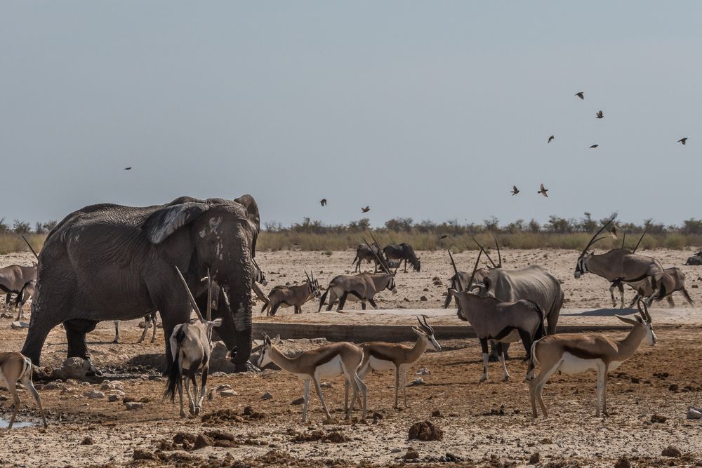 C1367 Namibia - Etosha