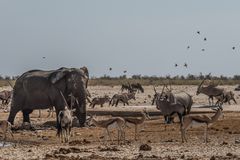 C1367 Namibia - Etosha