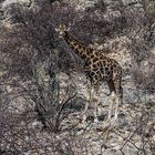 C1368 Namibia - Etosha