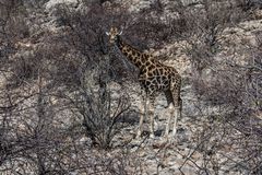 C1368 Namibia - Etosha