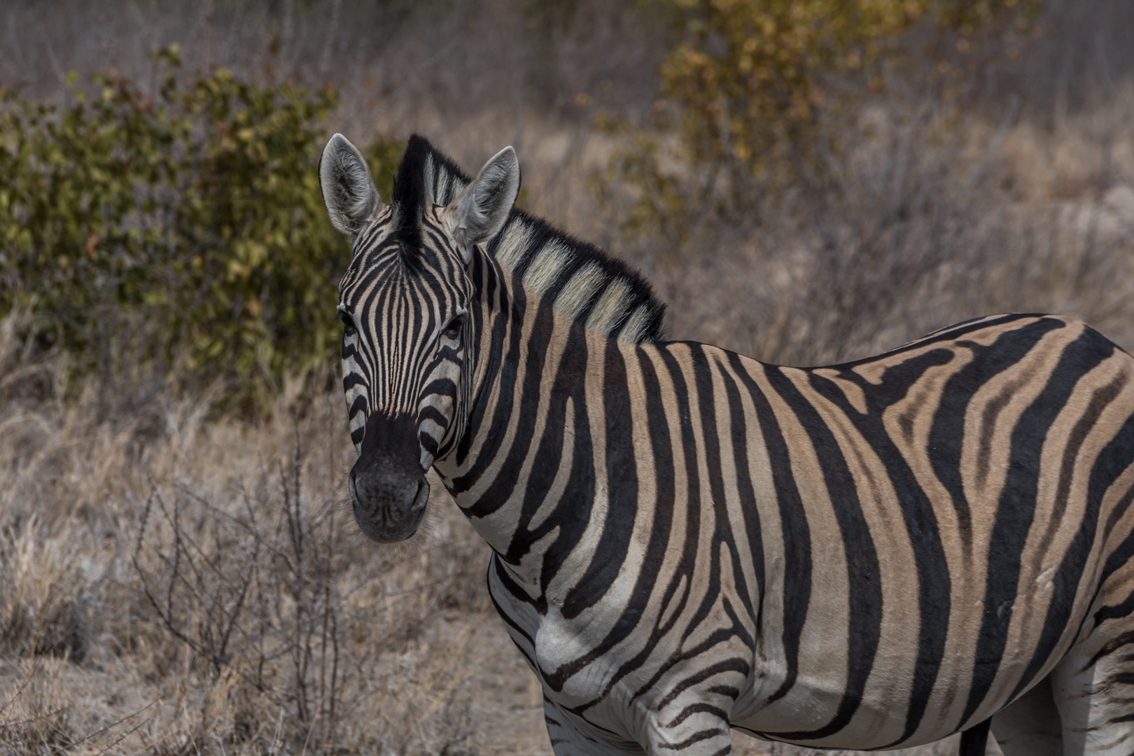 C1405 Namibia - Etosha