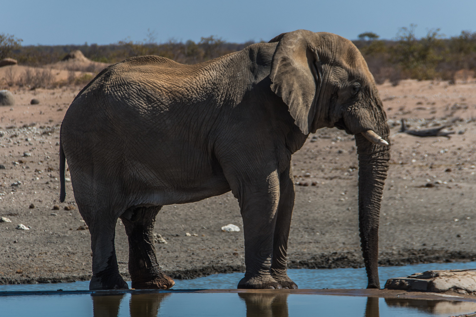 C1407 Namibia - Etosha