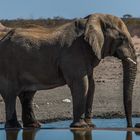 C1407 Namibia - Etosha