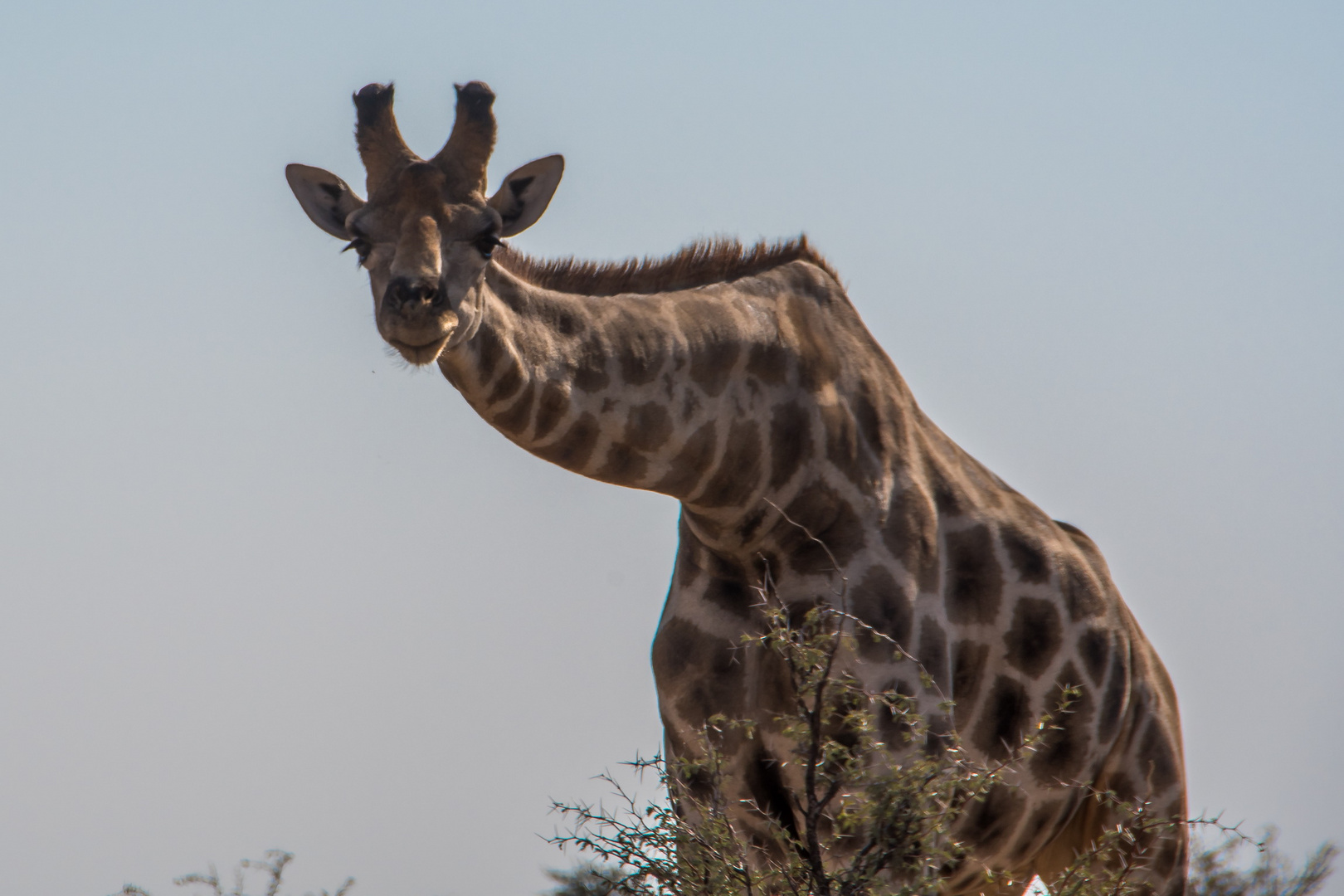 C1408 Namibia - Etosha