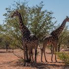 C1409 Namibia - Etosha