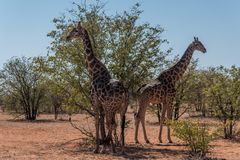 C1409 Namibia - Etosha