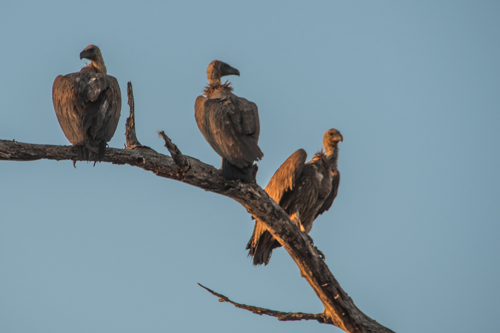 C1411 Namibia - Mahango