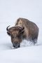 Bison auf Wanderschaft by Felix Büscher