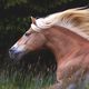 Haflinger