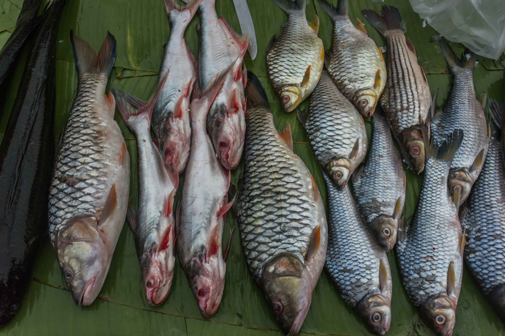 C1503 Food Laos - Luang Probang