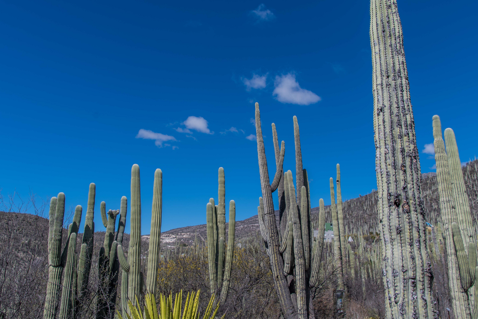 C1739 Mexico - Garden Helia Bravo Hollis