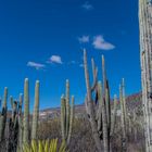 C1739 Mexico - Garden Helia Bravo Hollis