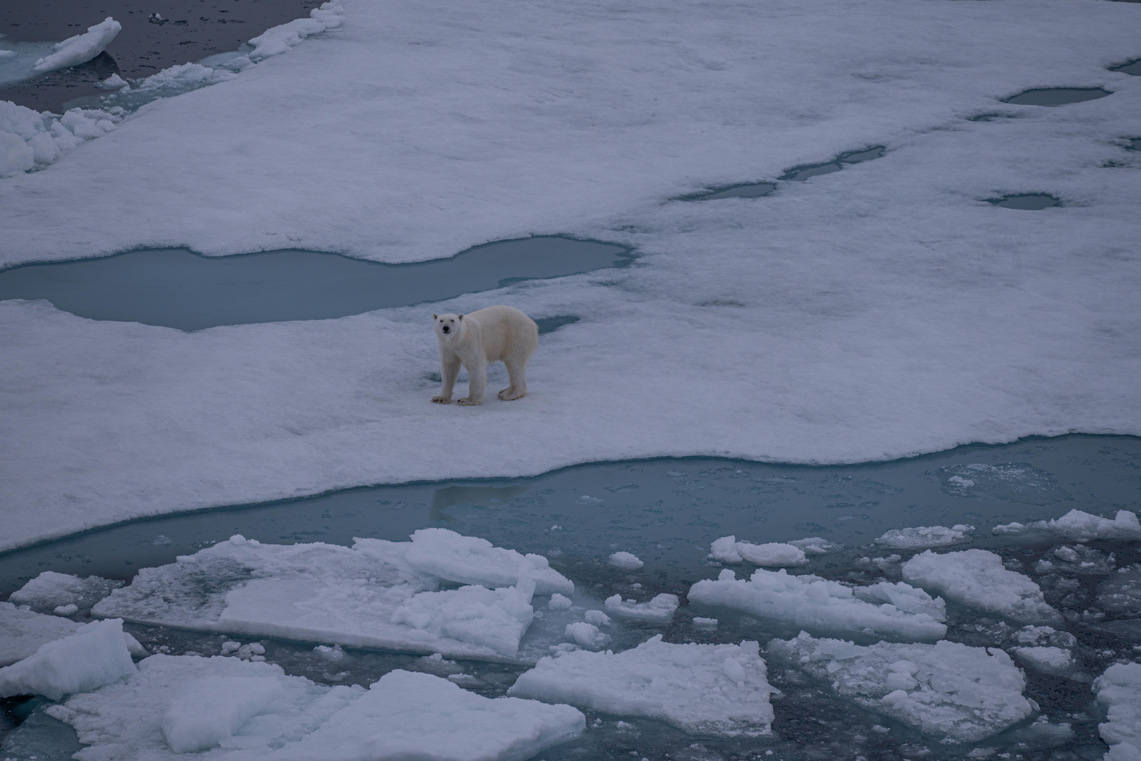 C1855 Arktis - Begegnung an der Eisgrenze
