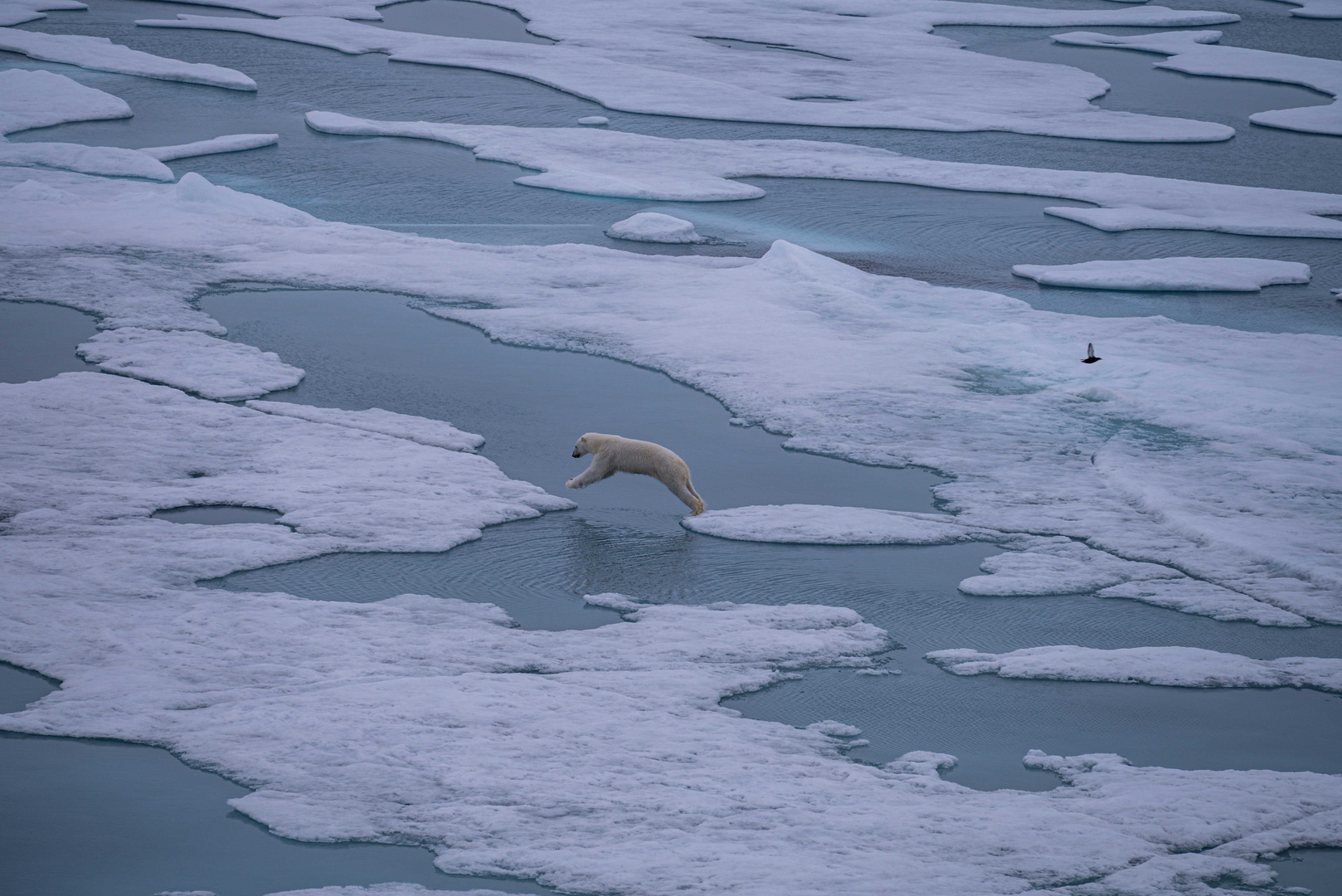 C1918 Arktis - Begegnung an der Eisgrenze