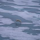 C1918 Arktis - Begegnung an der Eisgrenze