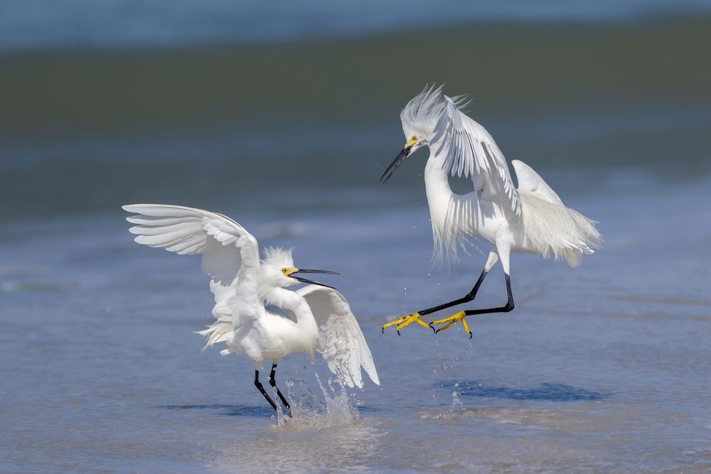 Schmuckreiher von Naturfoto Petra und Horst Engler