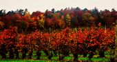 Herbst Impressionen rund um den Bodensee 18 by SINA 