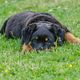 junger rottweiler