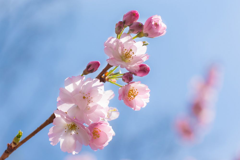 Obstbaumblüte im Sonnenschein von bildsprache.org 