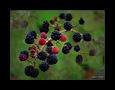 Adicto a las moras by melkart (pepe jaime) 