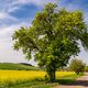 Frhsommer am Bach- Radweg zwischen Arnstadt und Haarhausen