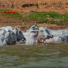 C2021 Kambodscha Schnellboot nach Phnom Penh