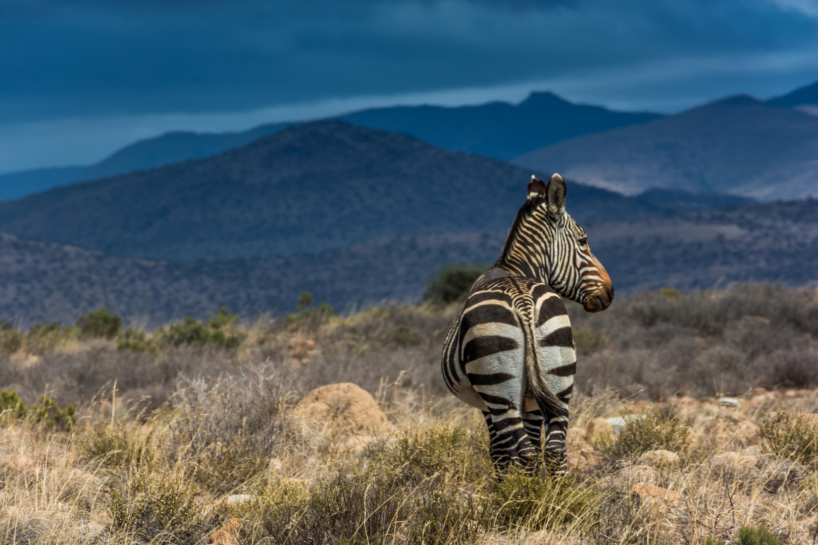 C2042 Mountain Zebra NP - Südafrika