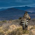 C2042 Mountain Zebra NP - Südafrika